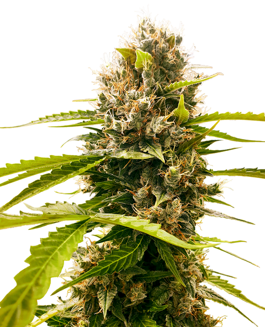 Semillas automáticas de Tangie - Importación Europea | Jhon Daime
