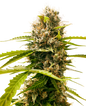 Semillas automáticas de Tangie - Importación Europea | Jhon Daime