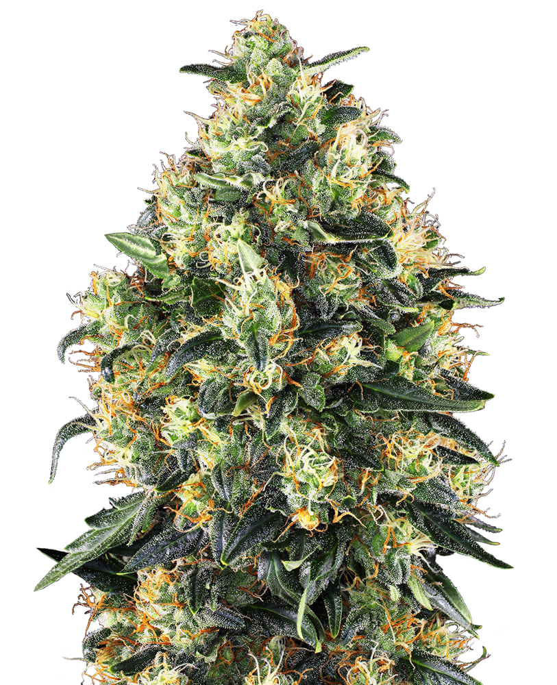 Super Skunk #1 - feminizada - Jhon Daime