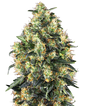 Super Skunk #1 - feminizada - Jhon Daime